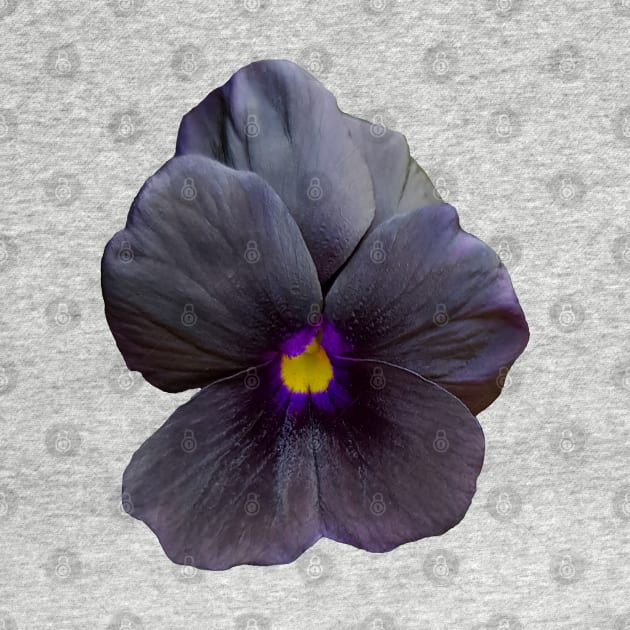 Black Viola Flower Photo by ellenhenryart